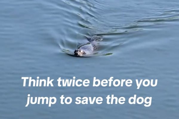 Think It’s Just a Dog Rescue? The Risk He Took Will Leave You Stunned