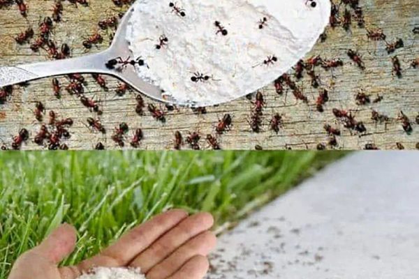 Apply this and get rid of ants: never see these insects in your house or garden again