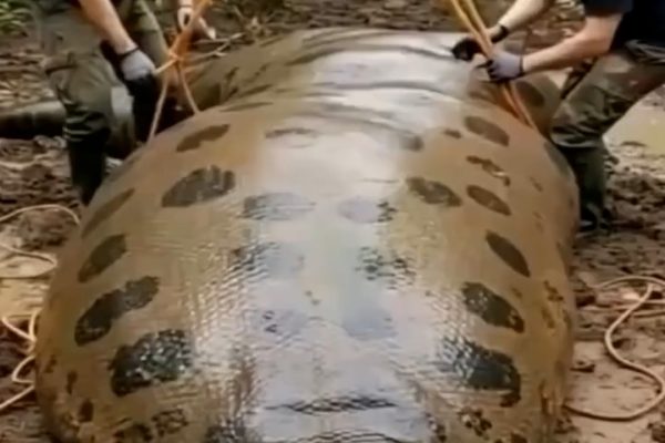 What they uncovered was beyond their wildest imagination—a woman wrapped inside the belly of the beast…