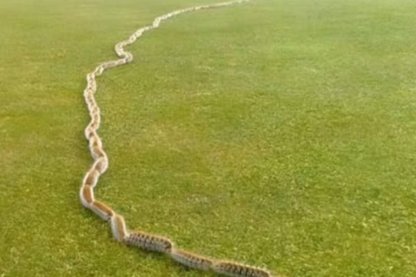 “I Thought It Was Just a Rope in the Grass—Until I Looked Closer and Screamed!”