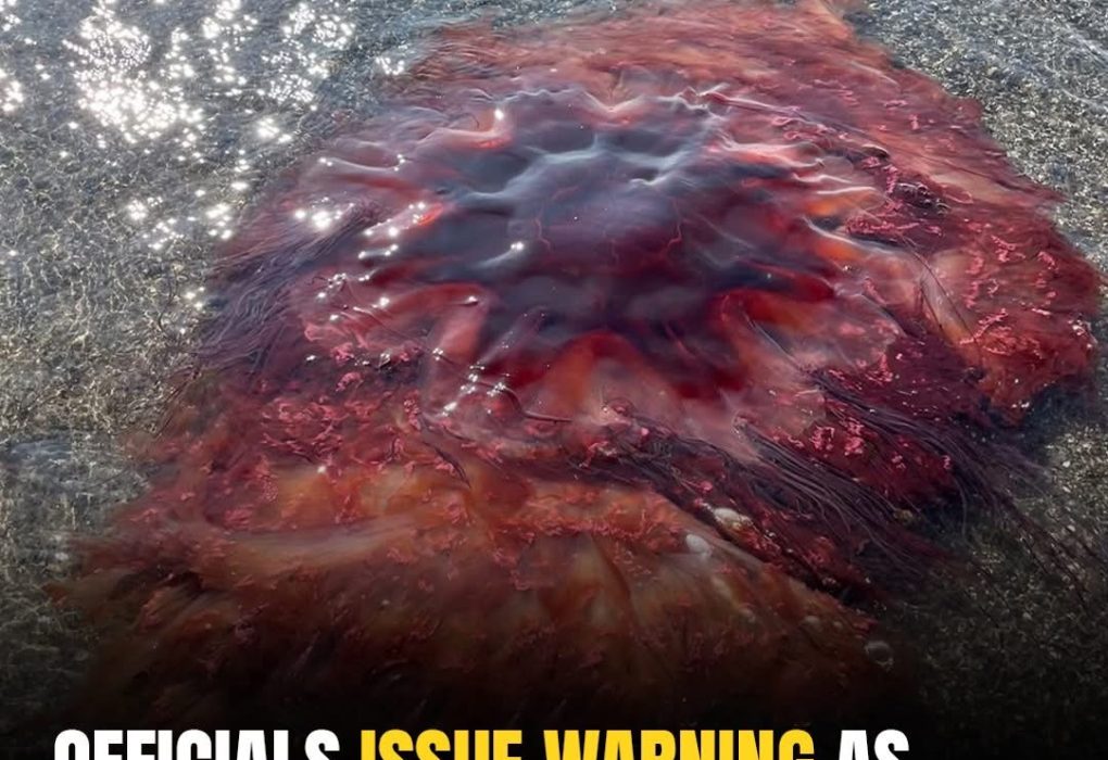 Swimmers are being warned after a massive jellyfish was spotted ⚠️👉 Check below to see where it was found and what to watch out for 👀