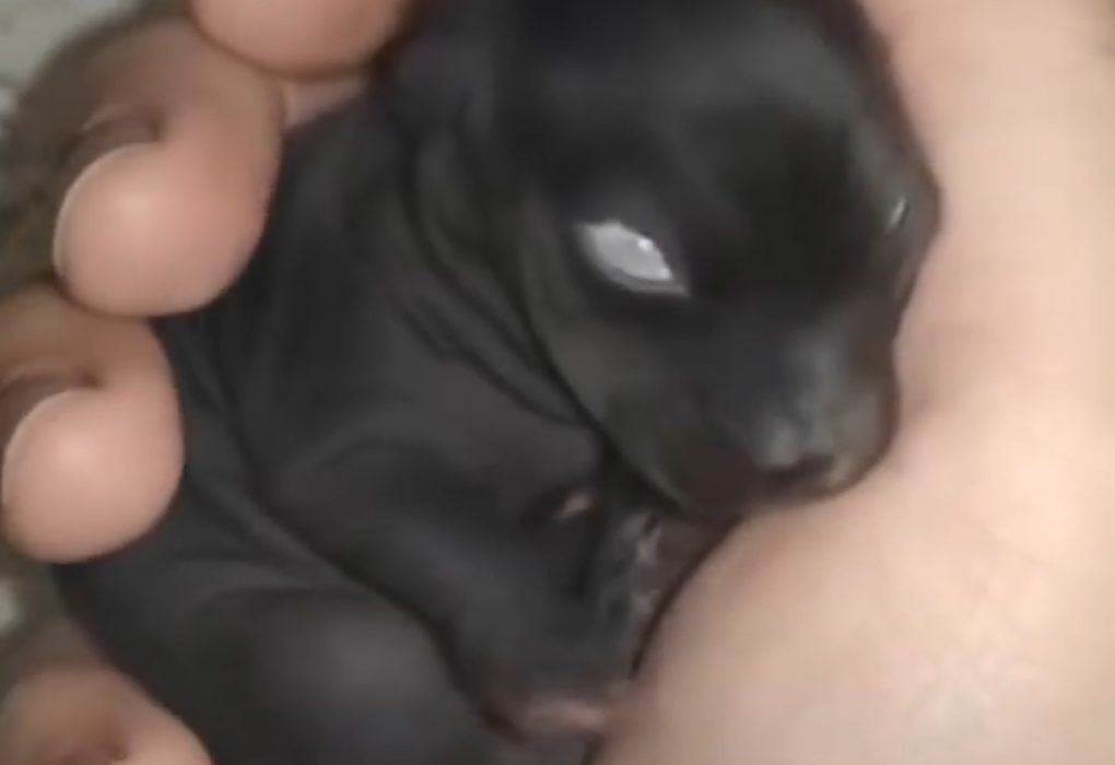 I thought l’d found an abandoned puppy-but it wasn’t a puppy at all. A year later, I was shocked by what it had grown into… Details in the first comment under the video👇