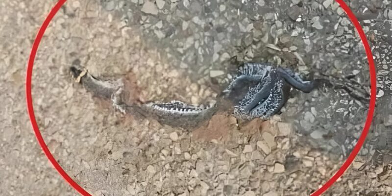 What I initially believed was just a piece of trash on the sidewalk ended up completely shifting my perspective