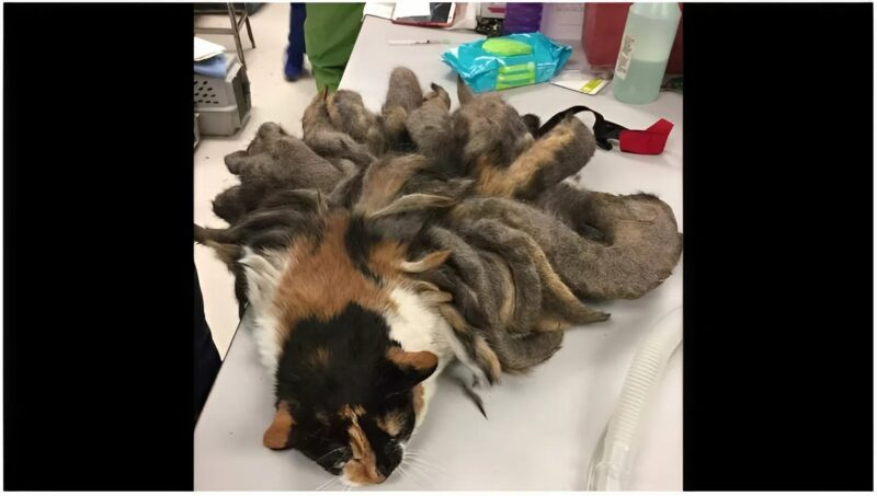 The animal found by police revealed the worst case of neglect they had ever seen — what followed broke the hearts of even the most seasoned officers and shocked the entire community.