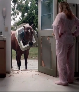 I couldn’t believe my eyes… until a horse burst through our kitchen door