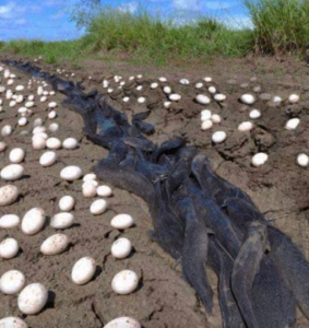 The Day the Cornfield Changed Forever: A Family’s Unexpected Journey of Wonder