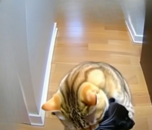 The Day My Cat Rescued Orphaned Puppies: An Incredible Story of Love, Instinct, and Family