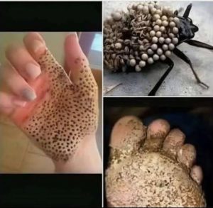 If You See One of These in Your Home  — Don’t Touch It, Just Run for Help